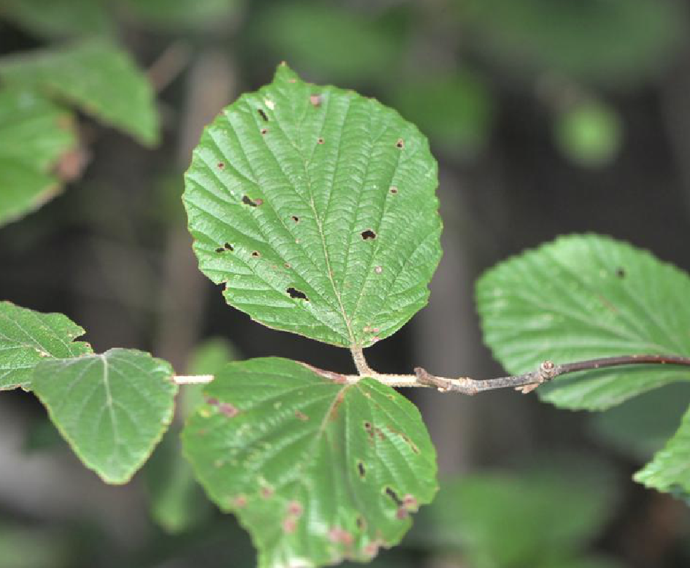  p>阔叶荚蒾(学名: i>viburnum lobophyllum /i> graebn.