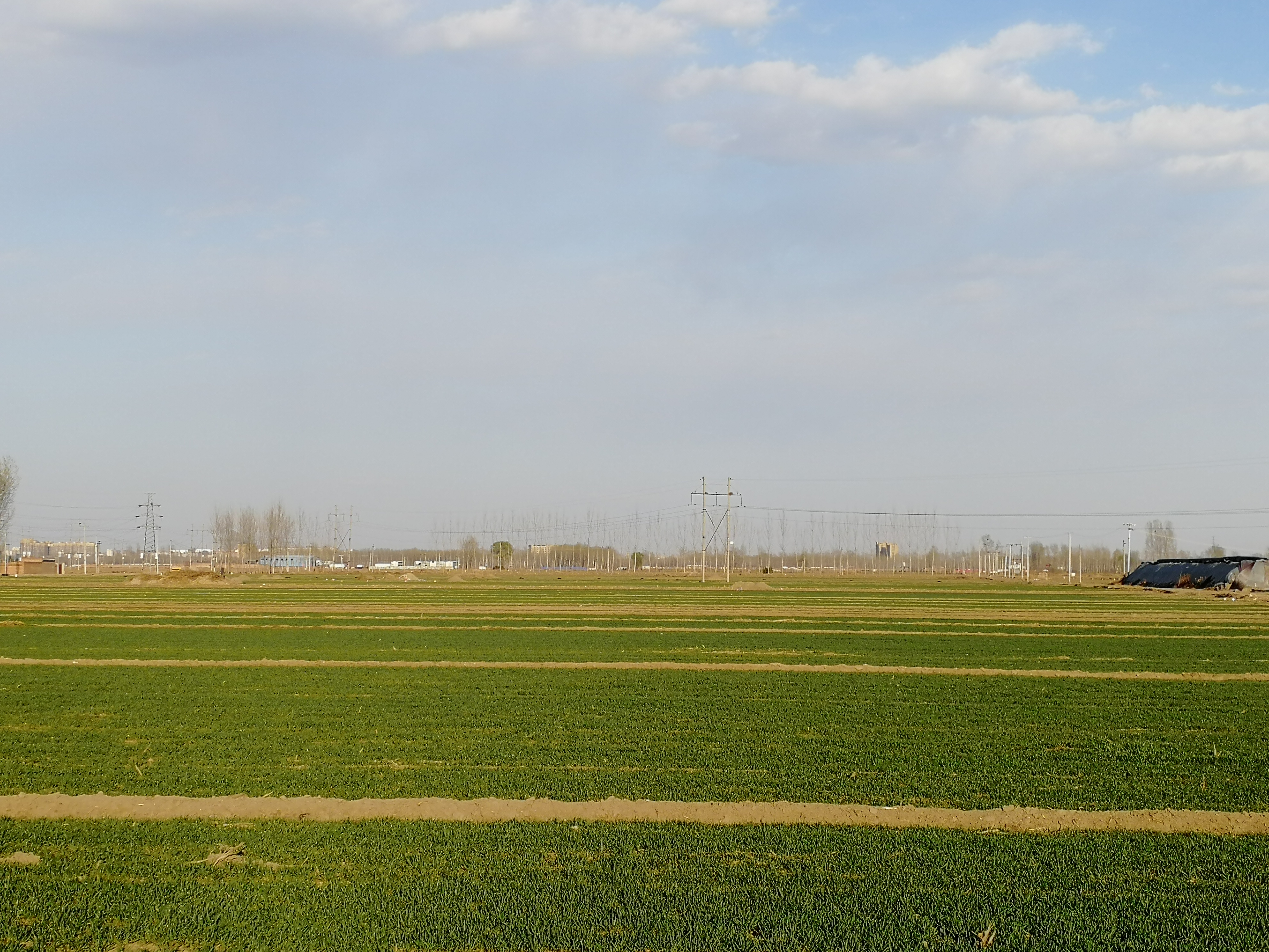 是禾本科植物,是一种在世界各地广泛种植的谷类作物,小麦的颖果是