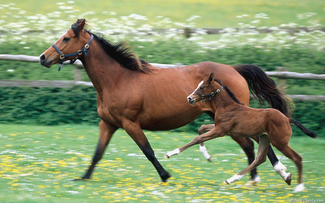  p data-id="gnbky30b92">三河马,中国内蒙古呼伦贝尔市海拉尔区特产