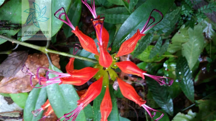  p>口红花(学名: i> a href="#">aeschynanthus pulcher /a> /i> a