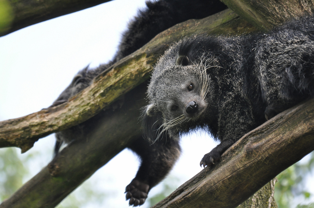  p>熊狸(学名: i>arctictis binturong /i>)别名熊灵猫,为灵猫科下的
