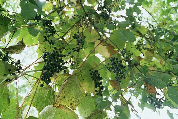 野生葡萄