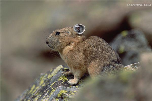  p>鼠兔虽属 a href="#" data-lemmaid="5614808">兔目 /a>动物,但与