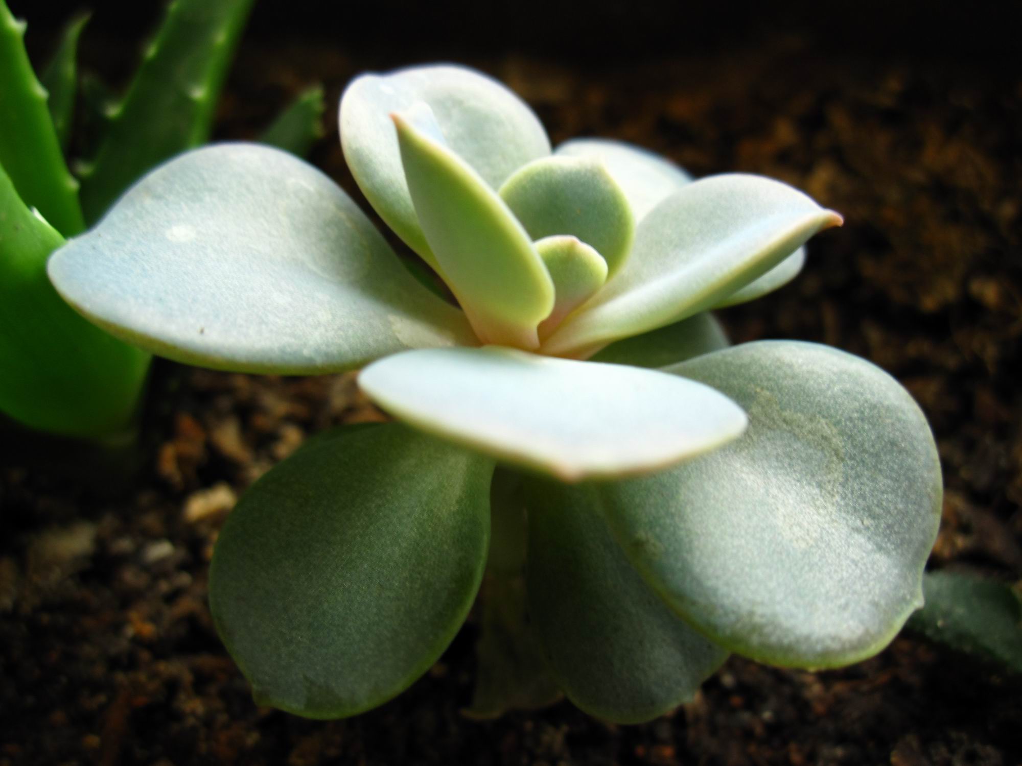  p>多肉植物(succulent plant)是指植物的根,茎,叶三种 a target="