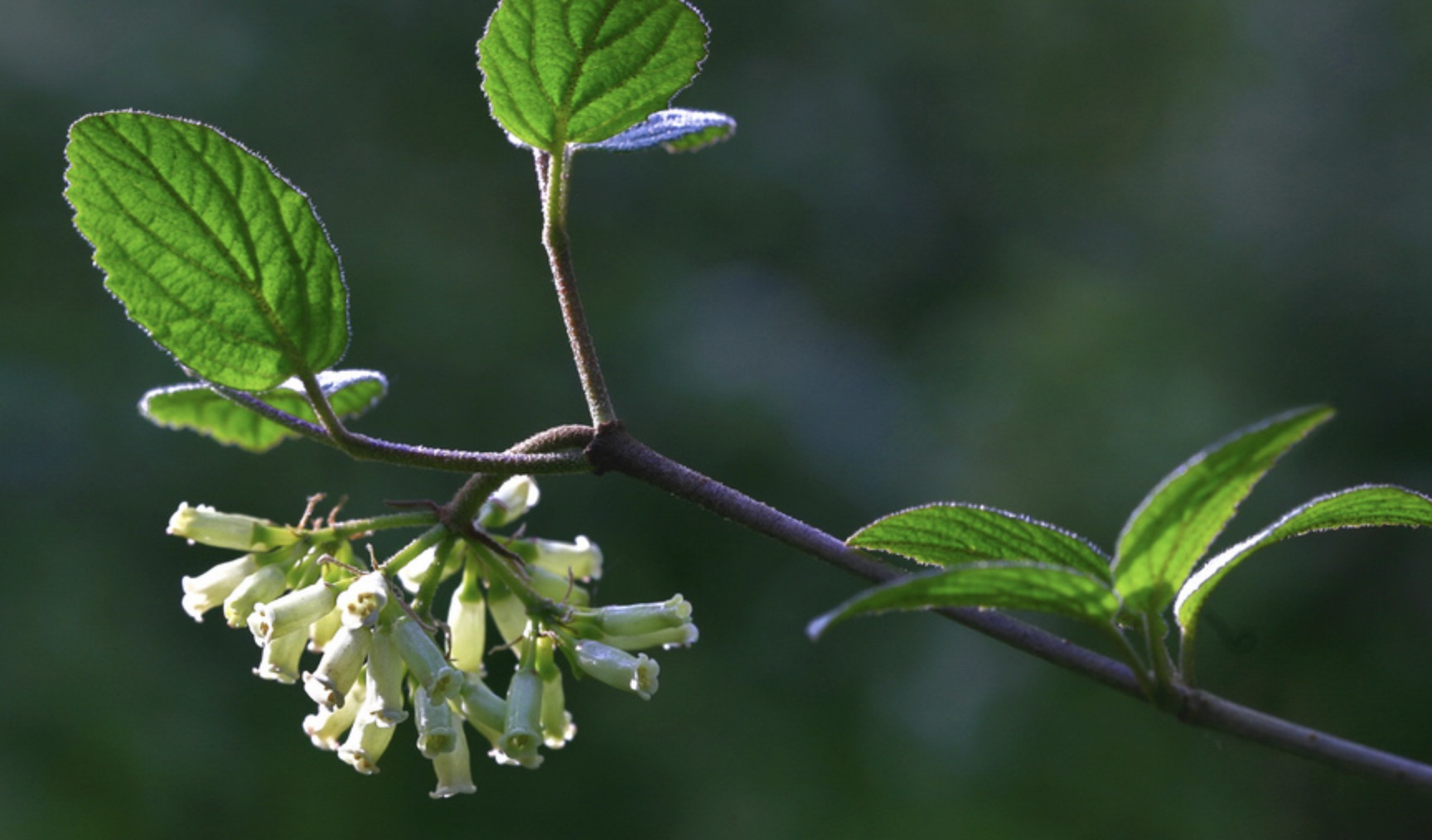  p>虎榛子(学名: i>ostryopsis davidiana /i> decne.