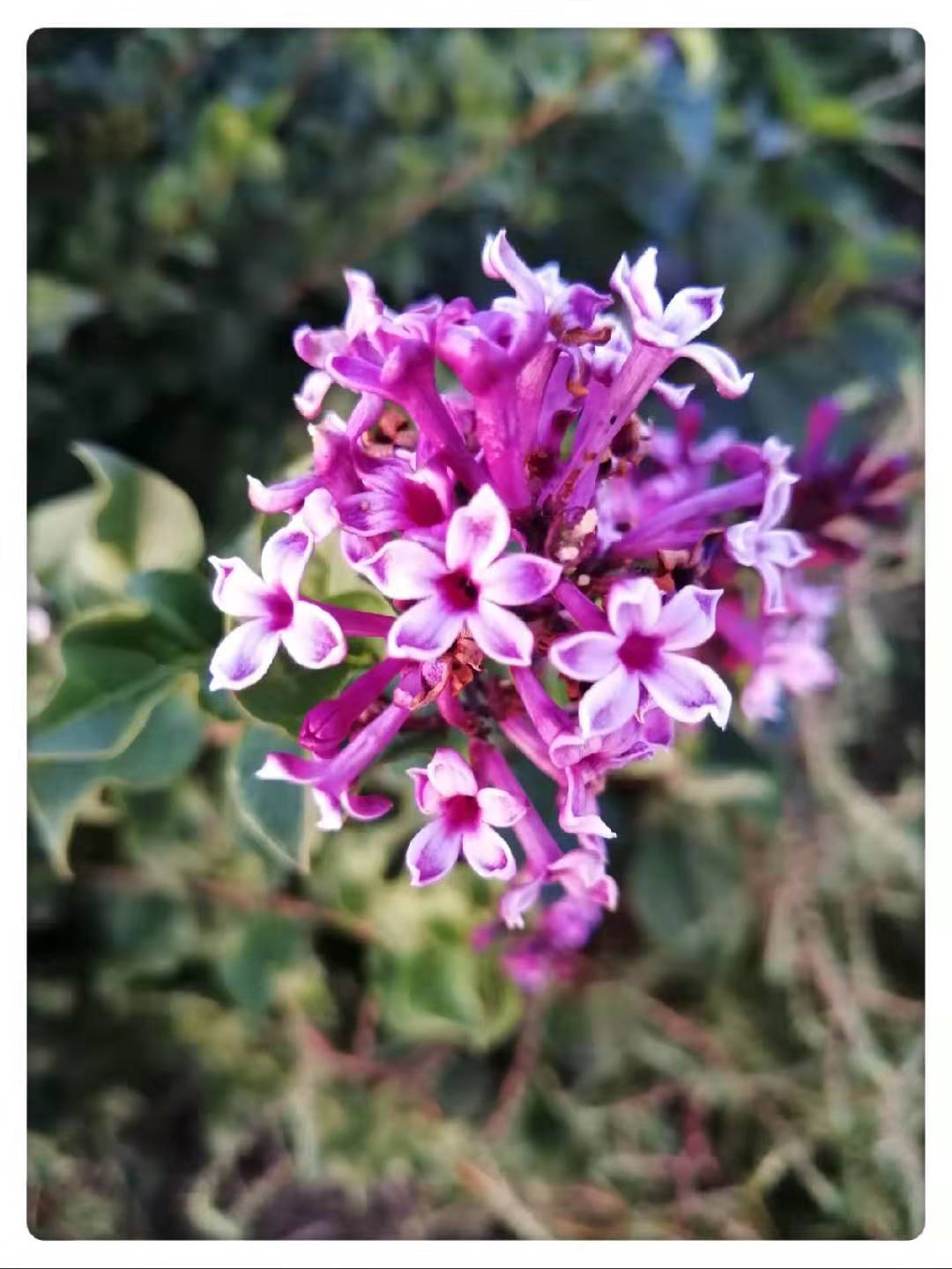 许愿花