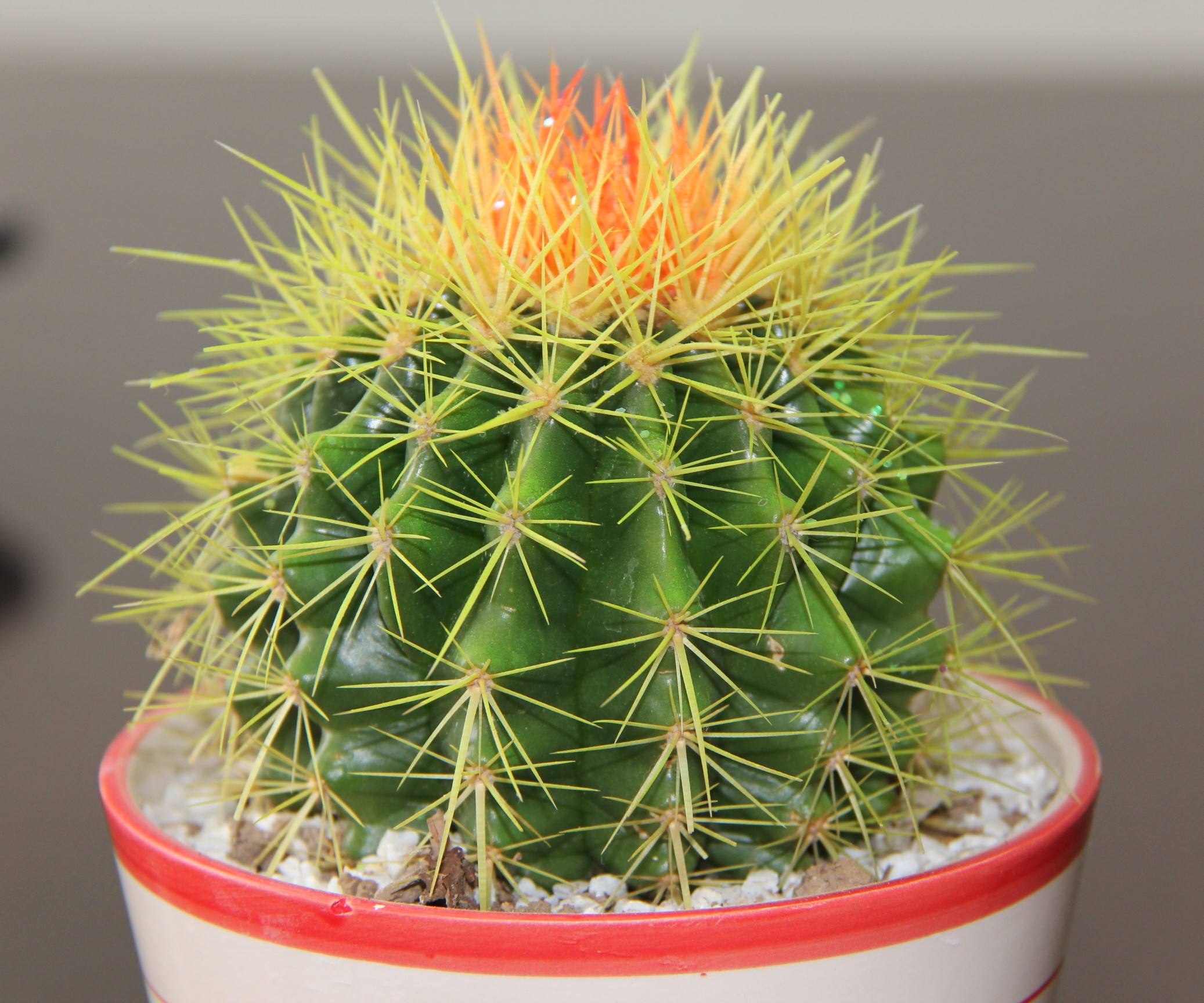 是仙人掌科,金琥属多年生 a target="_blank" href="/item/草本">