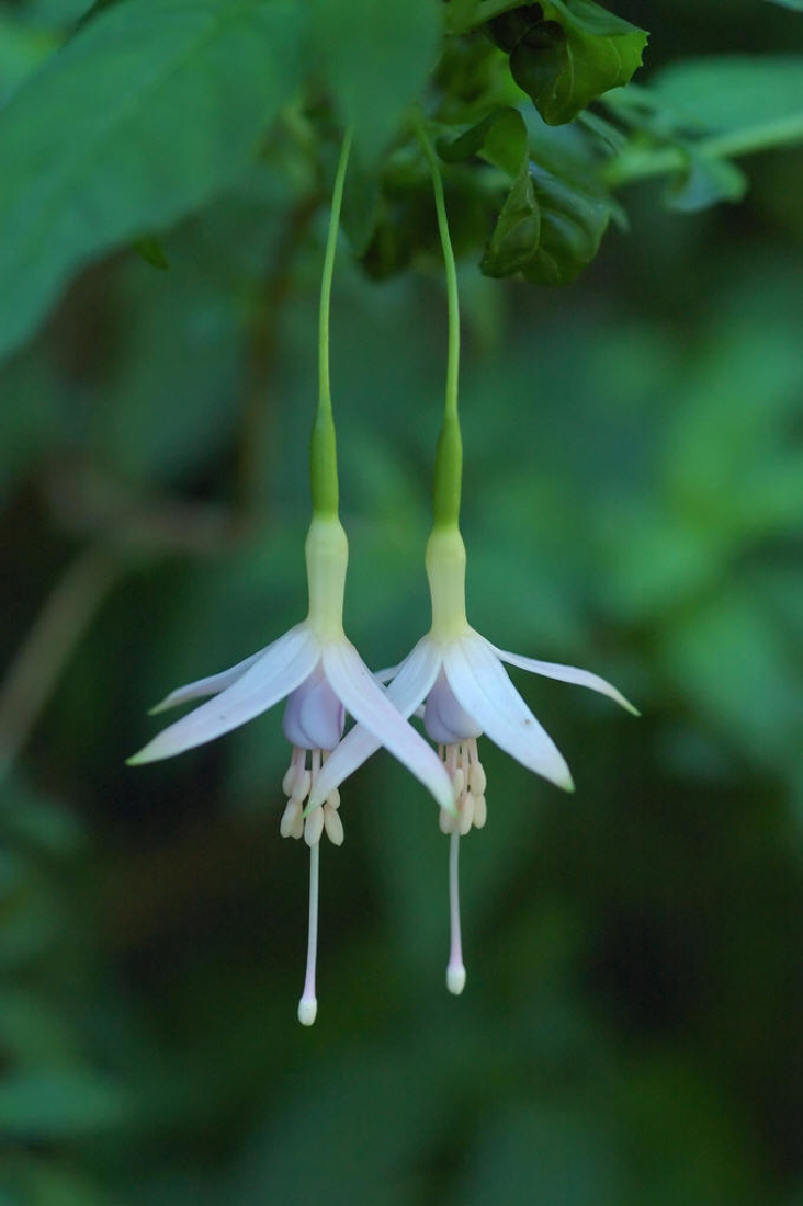  p>倒挂金钟属( a target="_blank" href="/item/拉丁名">拉丁名 /a>