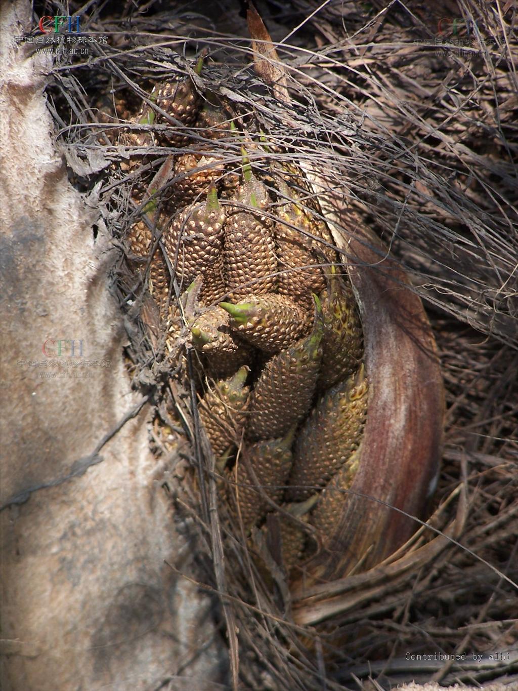  p>油棕属(学名:elaeis jacq), a href="#" data-lemmaid="1709680">