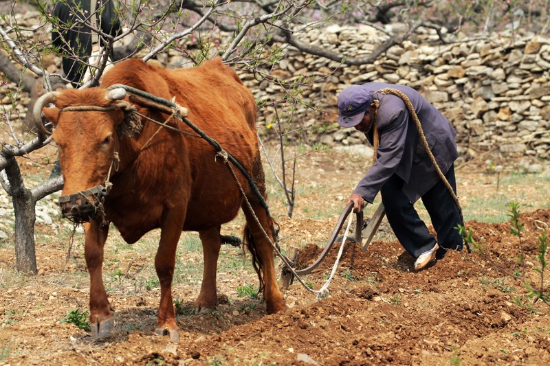  p>耕畜,即耕地用的牲畜,中国传统农业耕作动力主要包括耕牛,水牛.