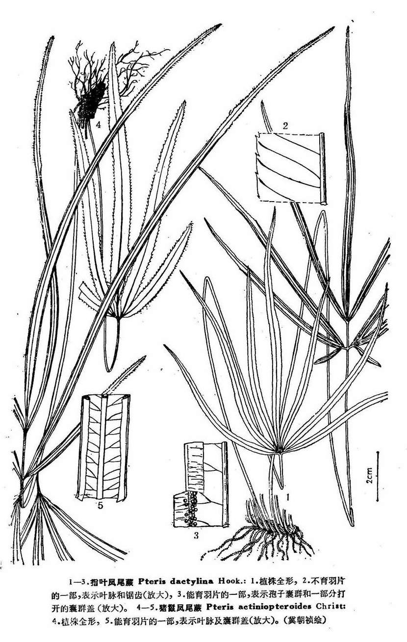  p>指叶凤尾蕨-指叶凤尾蕨,凤尾蕨科,凤尾蕨属植物,分布于中国大陆