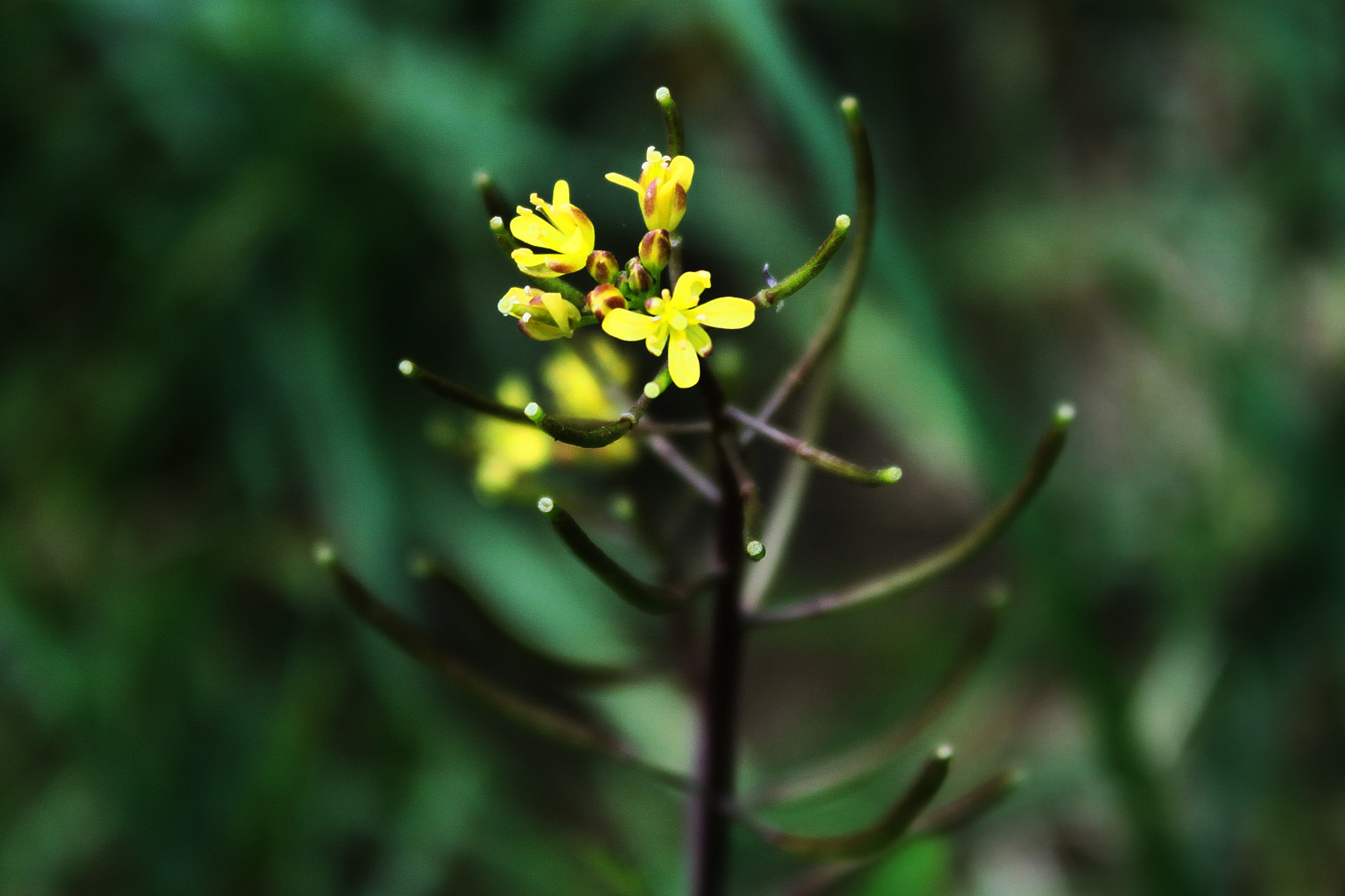 是十字花科下的一个属.