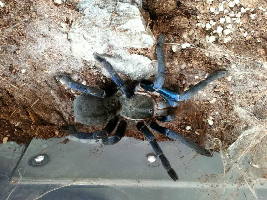  p>泰国金属蓝(拉丁学名:haplopelma lividum)又名泰国钴蓝捕鸟蜘蛛