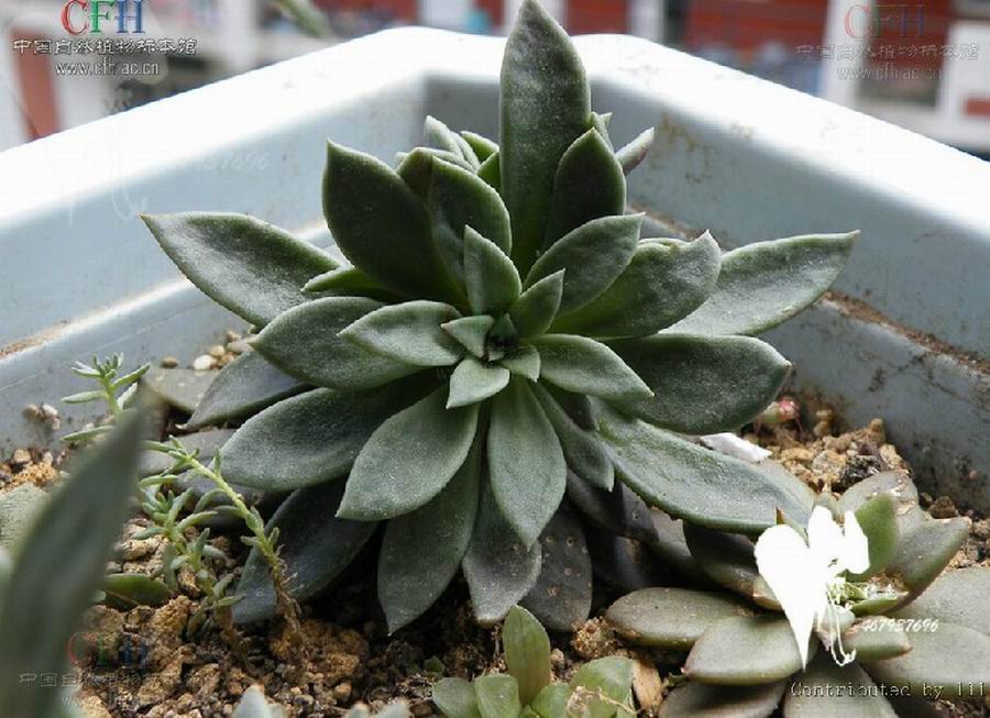 黄花石莲(变种)