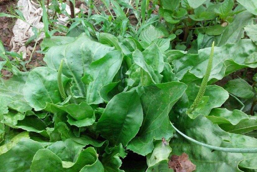  p>巨车前(学名:plantago maxima juss. ex jacq.