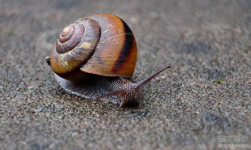 蜗牛视频=蜗牛视频无广告免费追剧软件
