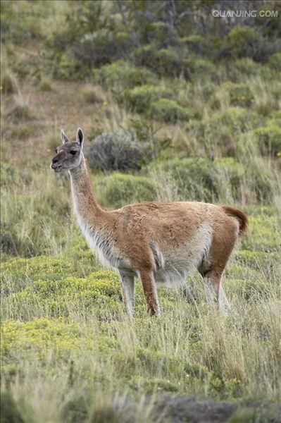  p data-id="gnwiy3wj9h"> b>大羊驼 /b>(拉丁学名: i>lama glama /i>