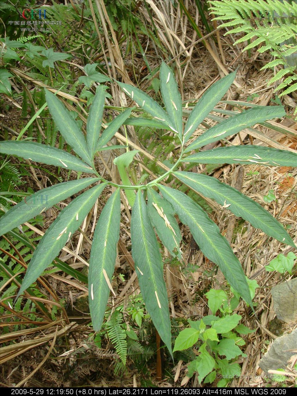  p>天南星属(学名:arisaema mart.