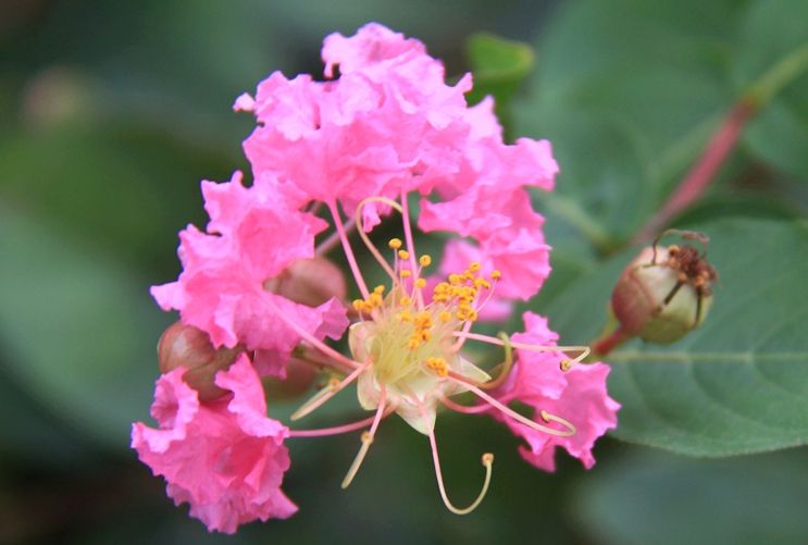  p>小花紫薇(学名: i>lagerstroemia micrantha /i> merr.