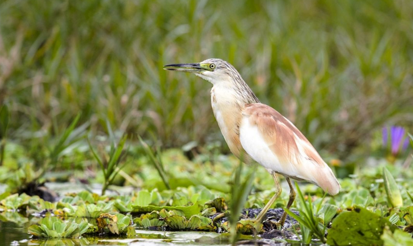 p>白翅黄池鹭(学名:ardeola ralloides)是一种中型涉禽,成鸟一般的
