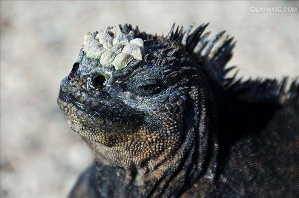 fernandina marine iguana