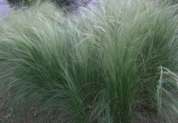  p>天山针茅主要分布于新疆地区. /p>