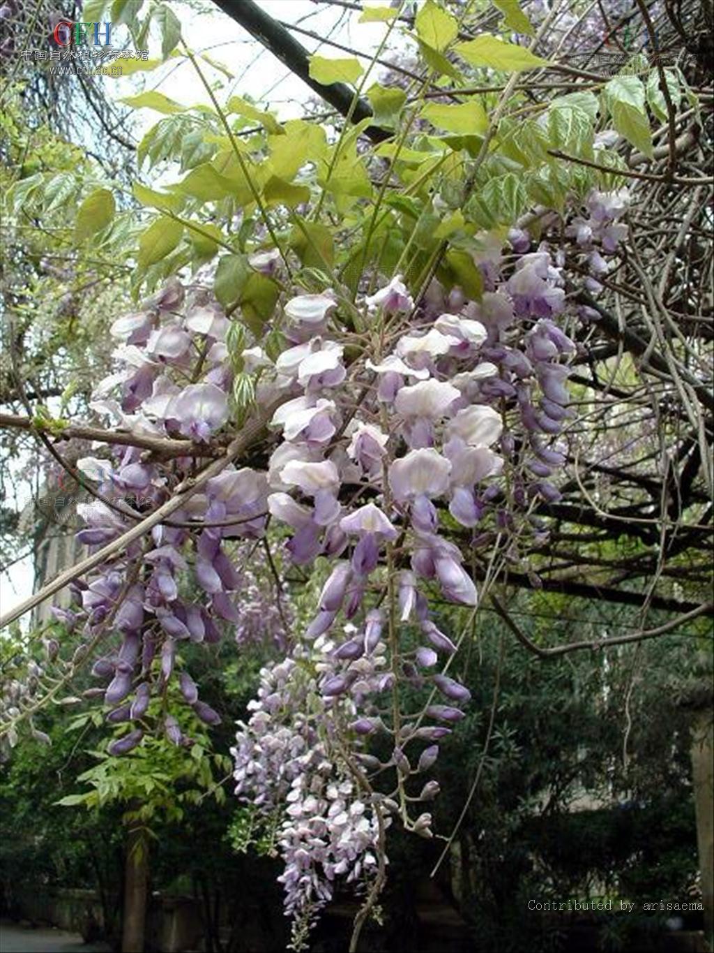  p>紫藤(学名: i>wisteria sinensis  /i>(sims)sweet)是豆科,紫藤属