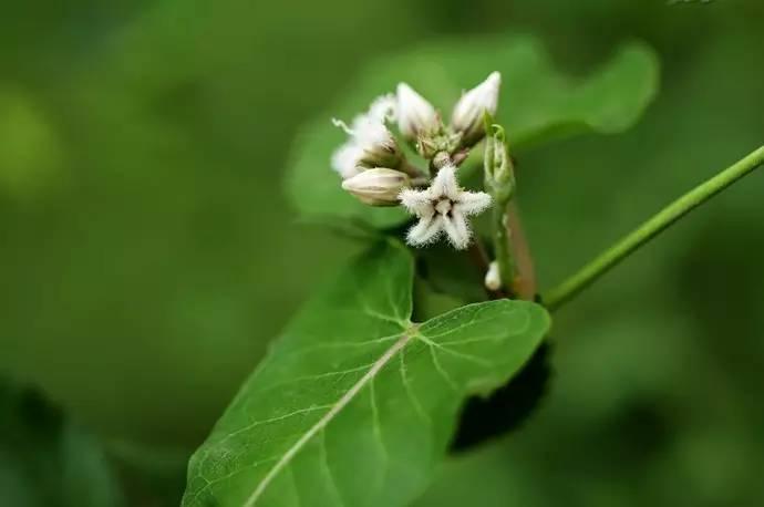 《诗经》中的芄兰，原来是我们乡下一种喂猪的野菜_百科TA说