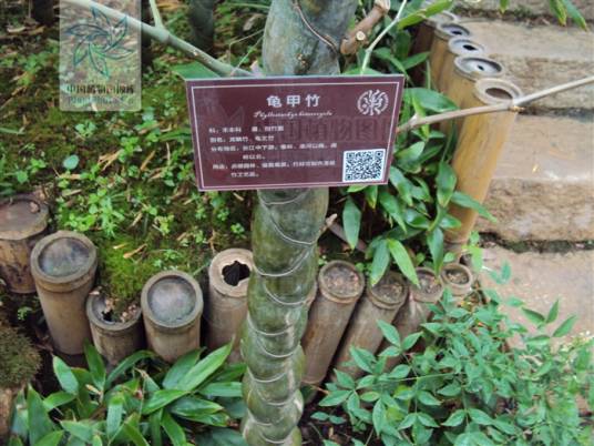 黄山库-龟甲竹_百度百科