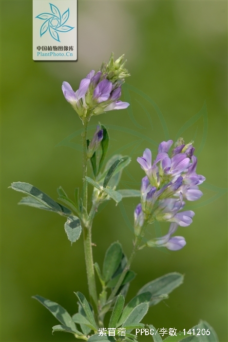 medicago sativa l.