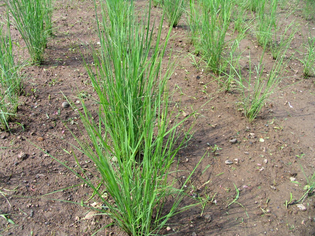  p>碱茅属(拉丁学名:puccinellia parl.