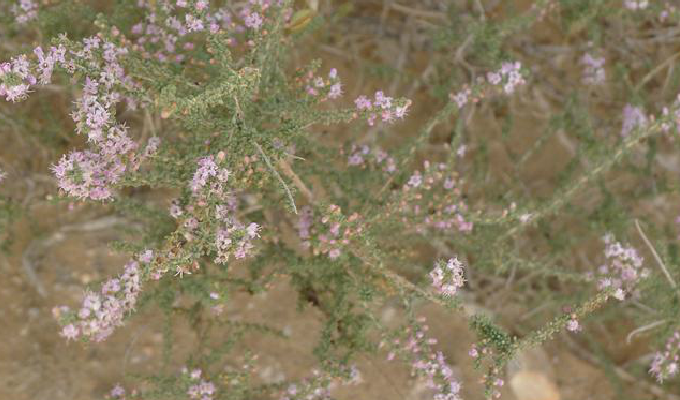  p>红砂属(学名:reaumuria linn.