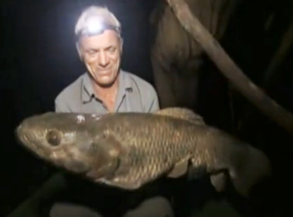  p>大眼利齿脂鲤(hoplias macrophthalmus)又称枯木牙鱼,黑牙鱼,为