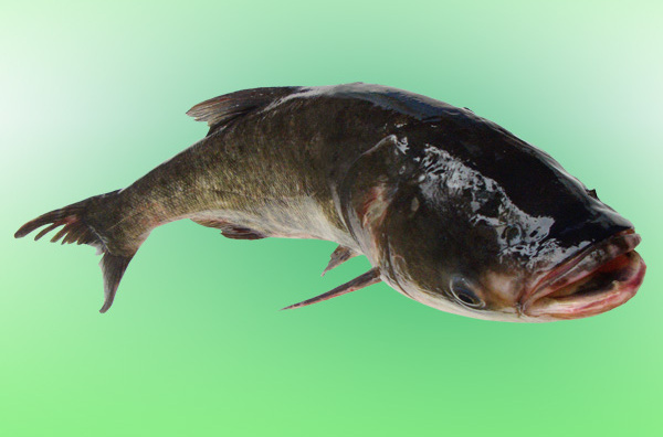  p>沙湖大鱼头,宁夏石嘴山市 a href="#" data-lemmaid="9586651">