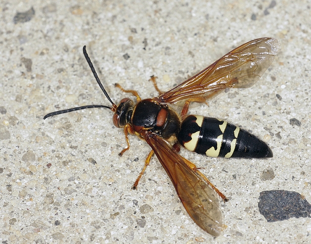  p>膜翅目(hymenoptera)泥蜂科(sphecidae) a target="_blank" href="