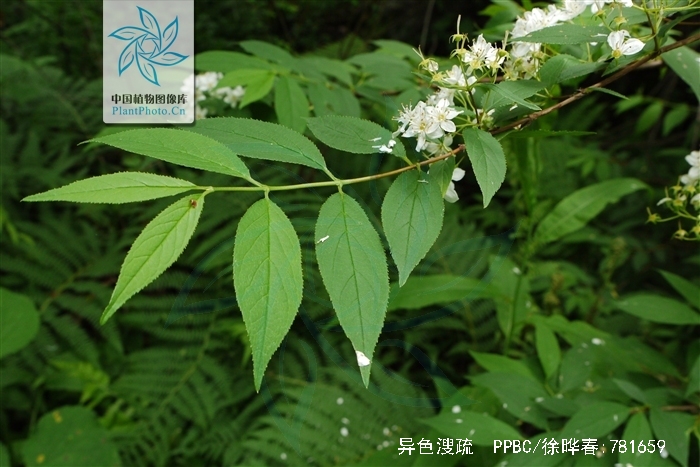  p>异色溲疏,灌木,高2-3米;花期6-7月,果期8-10月.