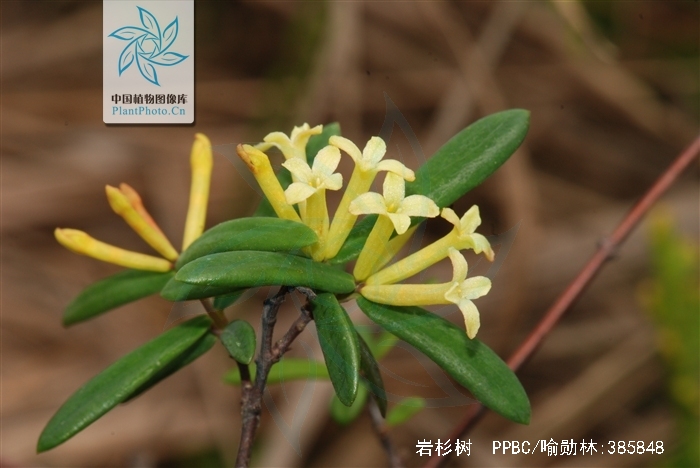  p>岩杉树,拉丁文名:wikstroemia angustifolia hemsl.