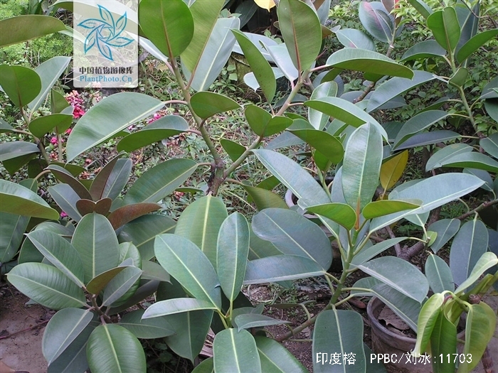  p>印度榕(学名: i>ficus elastica /i>  roxb. ex hornem.