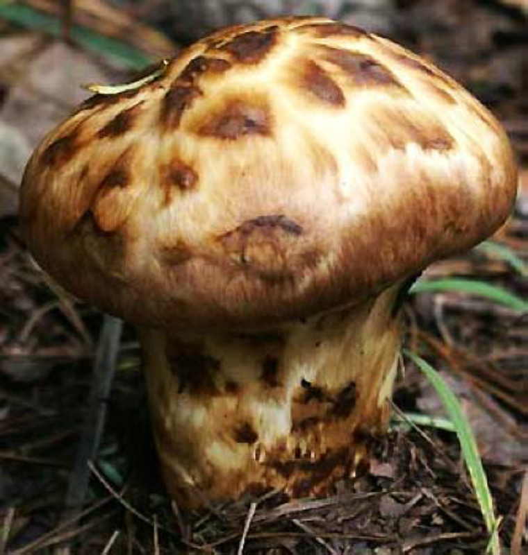  p>松茸蘑菇,学名松口蘑,又名大花菌, a target="_blank" href="/item