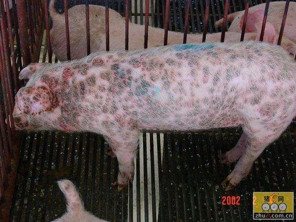  p>猪圆环病毒(pcv)粒子直径17-22nm,是兽医学上发现的最小的 a