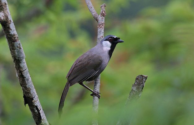 garrulax  chinensis