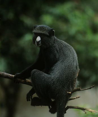  p>大白鼻长尾猴(学名: i>cercopithecus nictitan