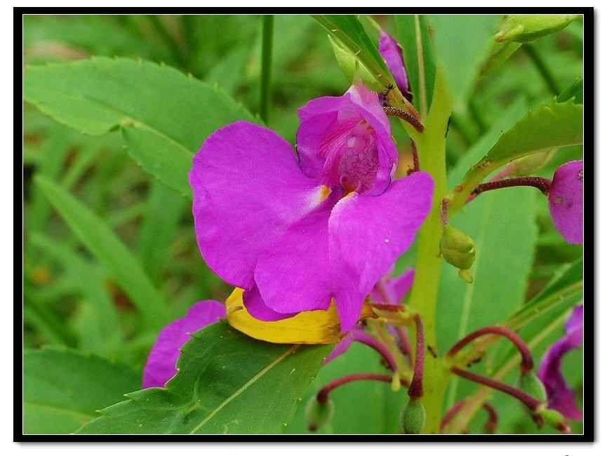 紫花无距凤仙花