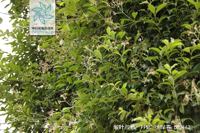  p>酸叶胶藤,别称:头林心(广西思乐);斑鸪藤,厚皮藤(广东海南);藤风