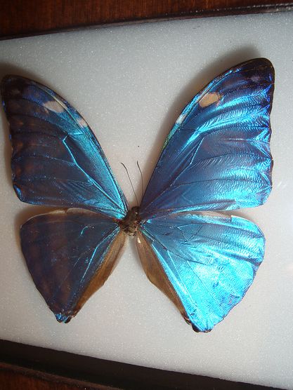  p>安东尼斯闪蝶,morpho adonis (cramer,1779),鳞翅目,蛱蝶科,闪蝶属