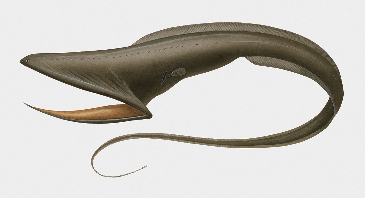  p>宽咽鱼,又称吞鳗,吞噬鳗,咽囊鳗等,是辐鳍鱼纲囊鳃鳗目宽咽鱼科的