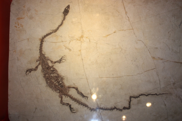  p>凌源潜龙化石发现于辽宁省 a href="#">凌源市 /a>,为 a href="#"