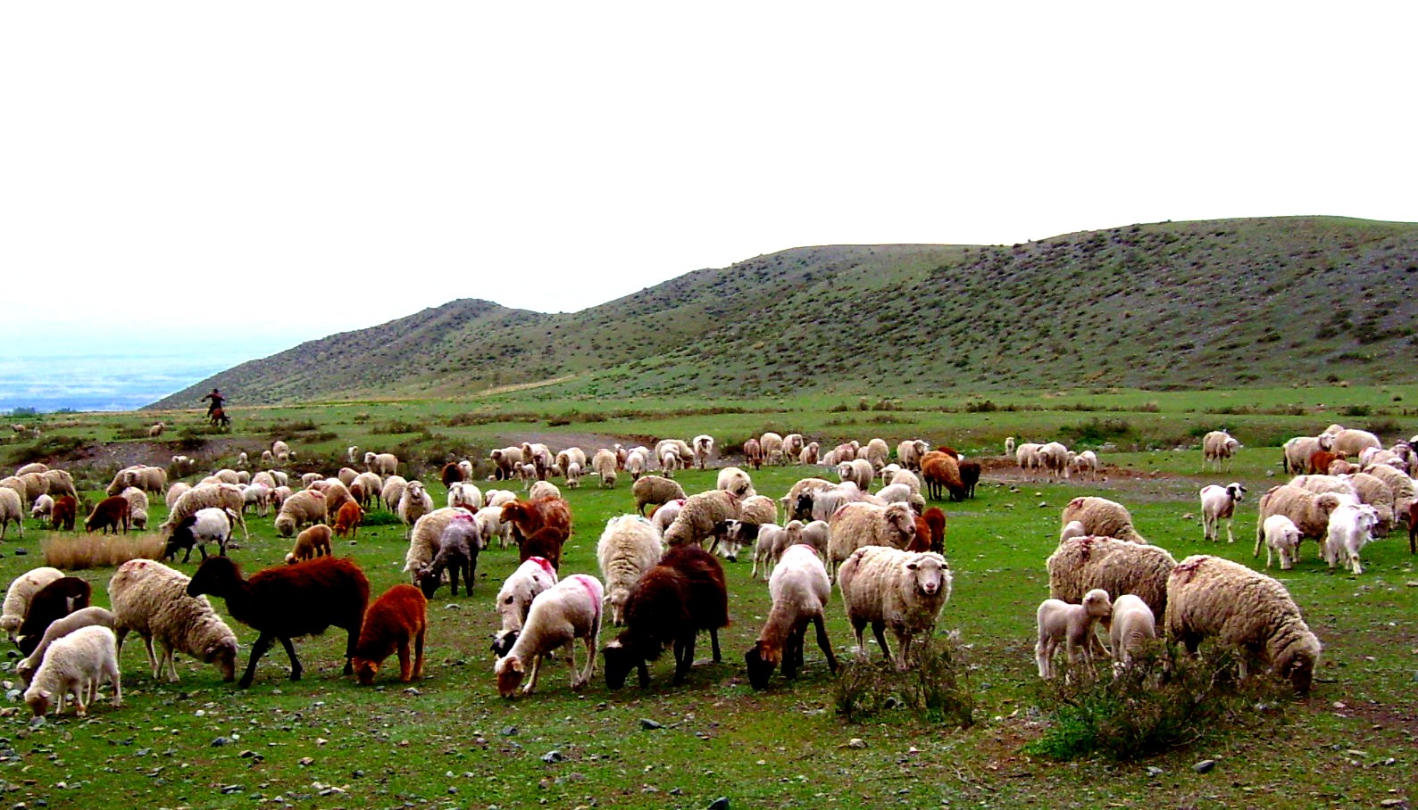  p> a href="#">内蒙古毛肉兼用细毛羊 /a>,也叫 a href="#" data