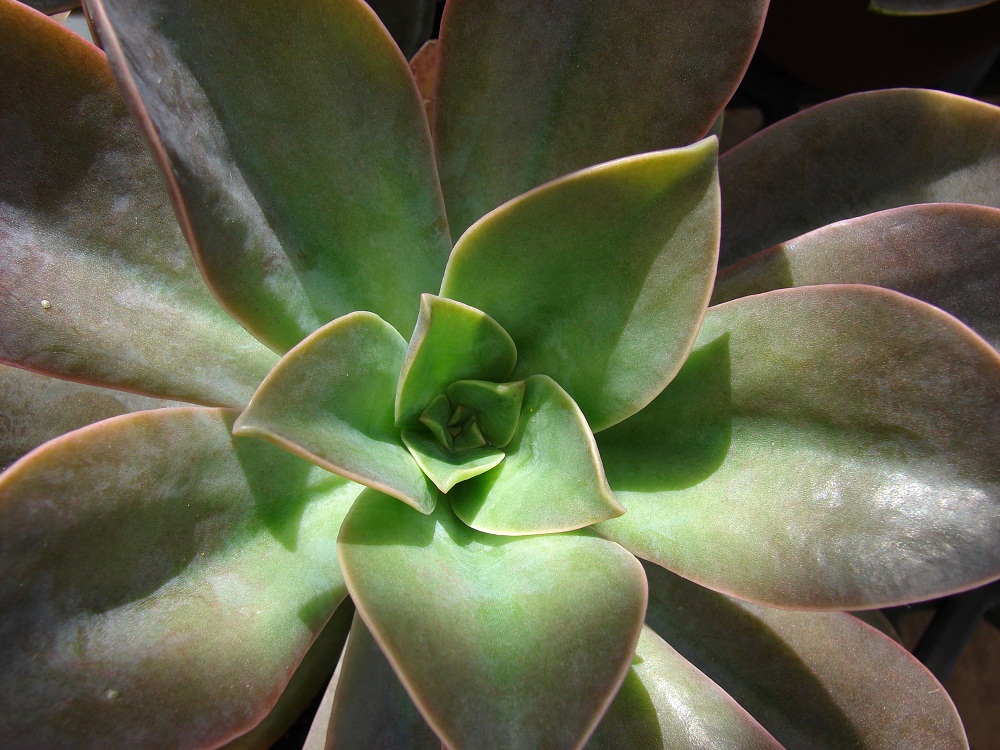  p>宽叶景天是多年生草本.地上根颈短,残存少数黑色花枝茎.