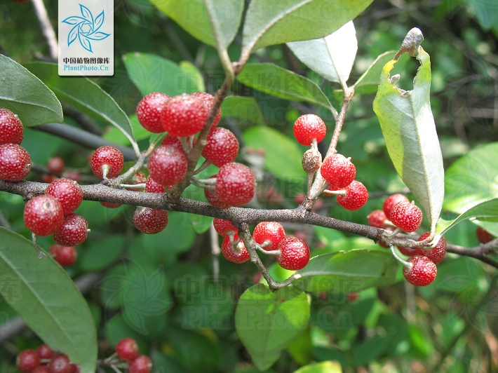  p> a href="#" data-lemmaid="10486835">多毛羊奶子 /a>,拉丁文名